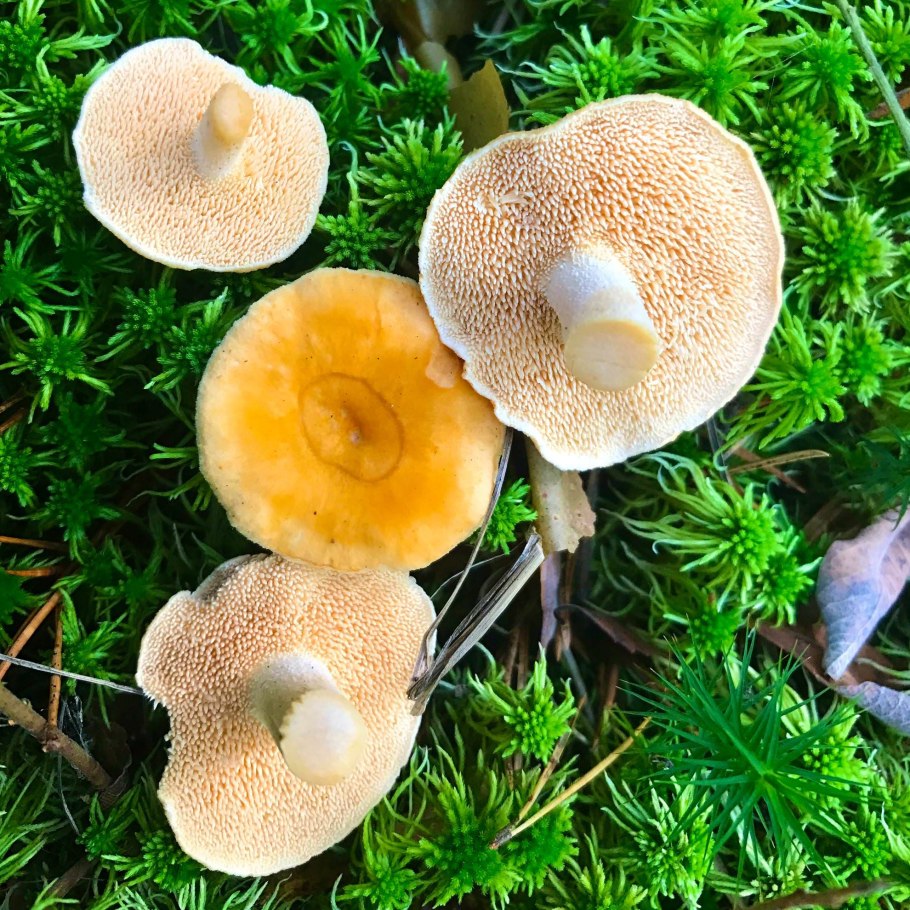 Шляпочные грибы личичк