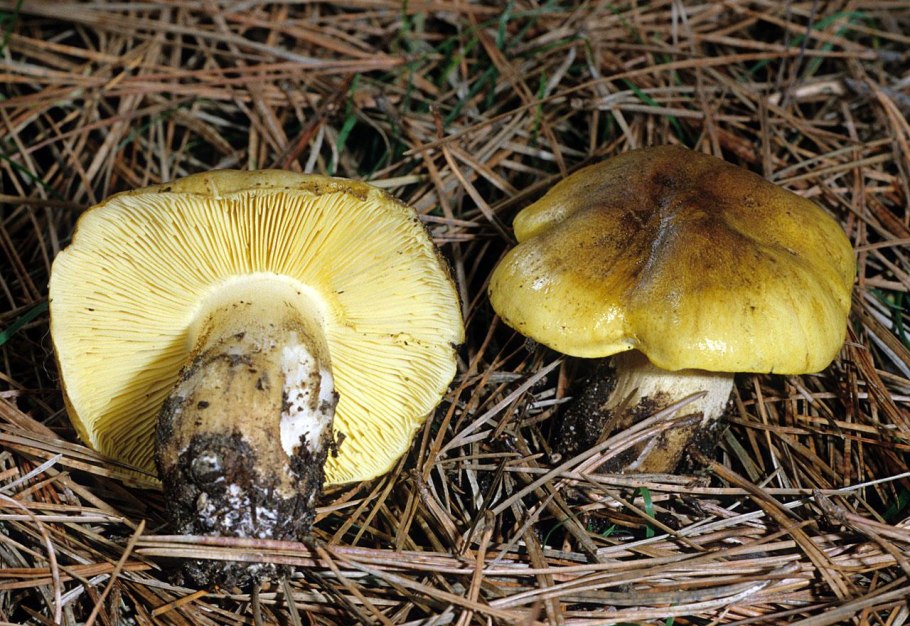 Рядовка Еловая Tricholoma aestuans
