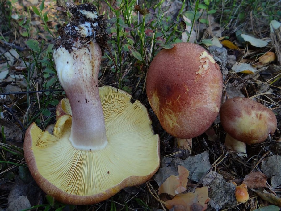 Cortinarius alboviolaceus