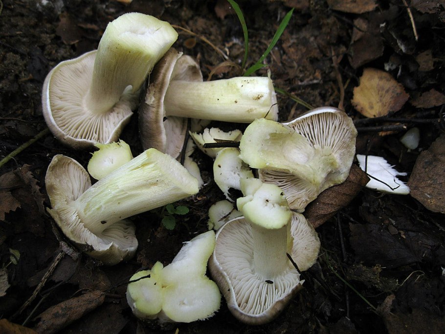 Рядовка Лиственная Tricholoma frondosae