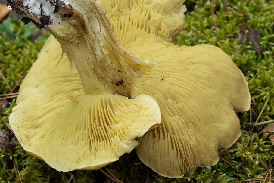 Рядовка гульден (Tricholoma guldeniae)