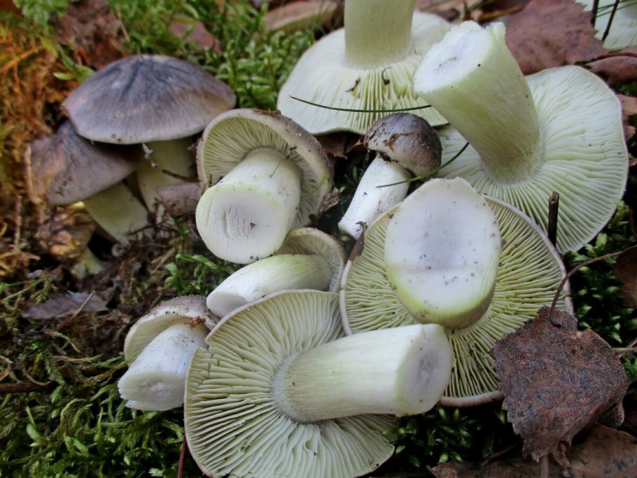 Рядовка тигровая Tricholoma pardinum