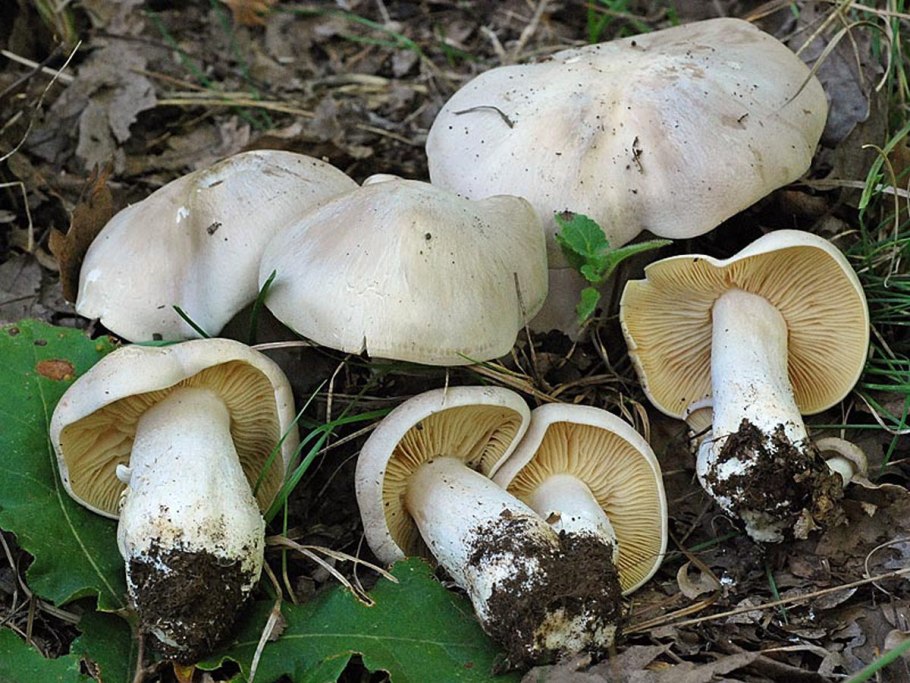 Рядовка желто-красная Tricholomopsis rutilans съедобная