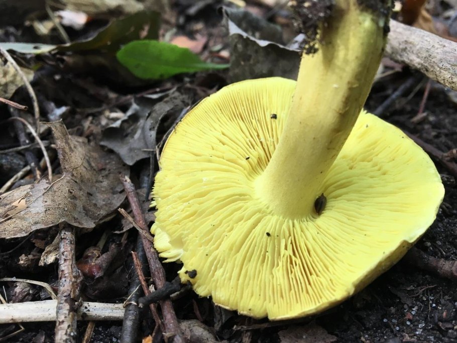 Гриб рядовка Степная