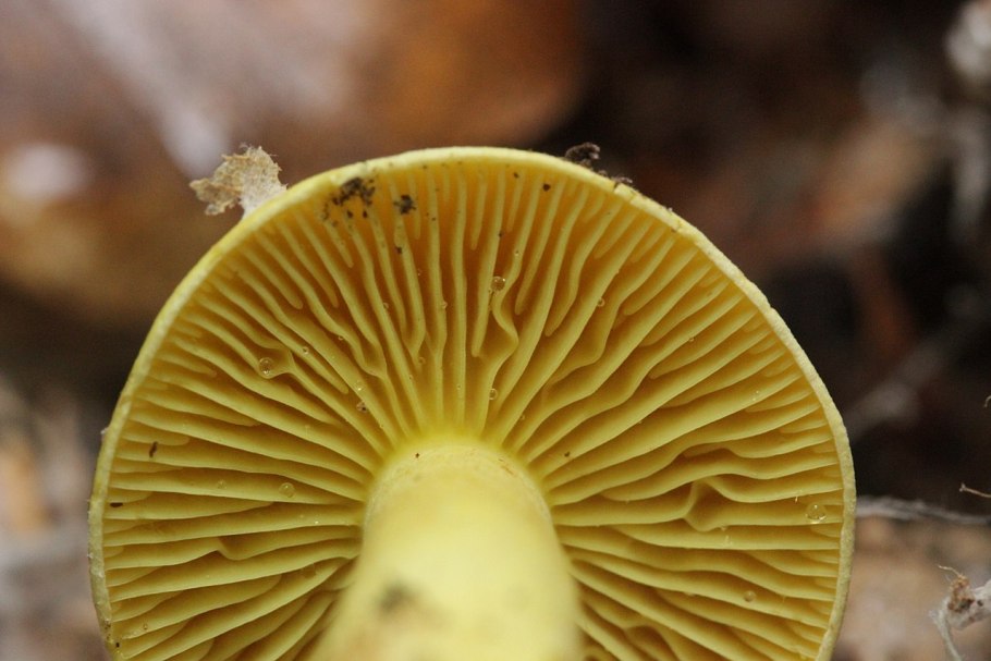 Зеленушка (Tricholoma equestre)