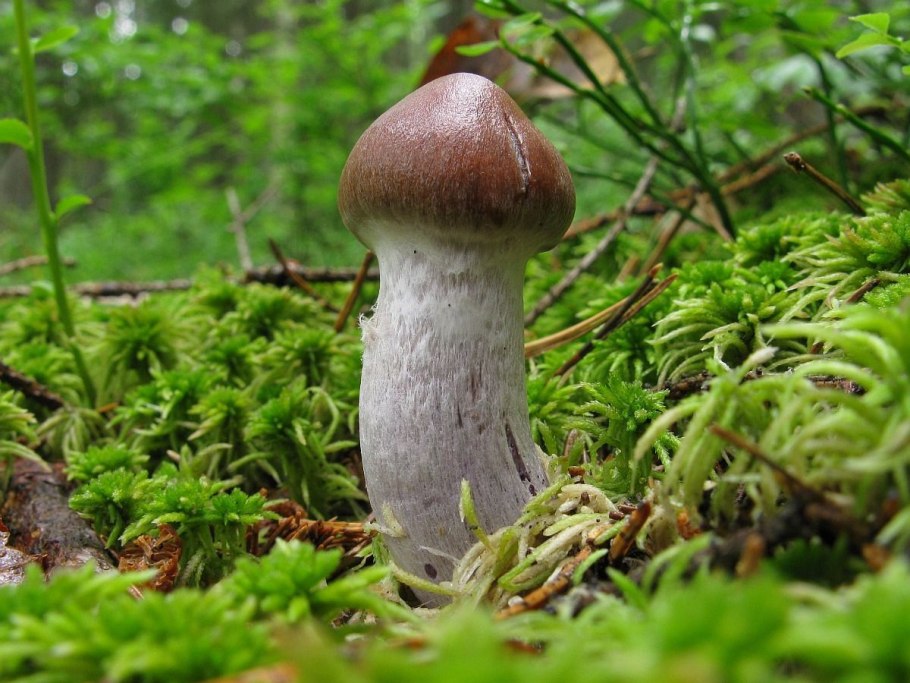 Паутинник Триумфальный - Cortinarius Triumphans