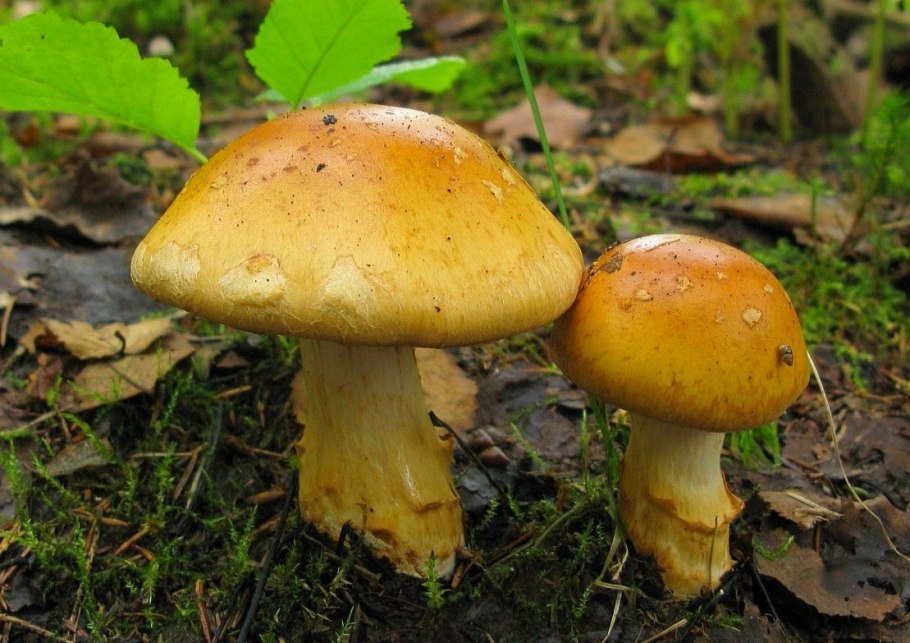 Паутинник гриб