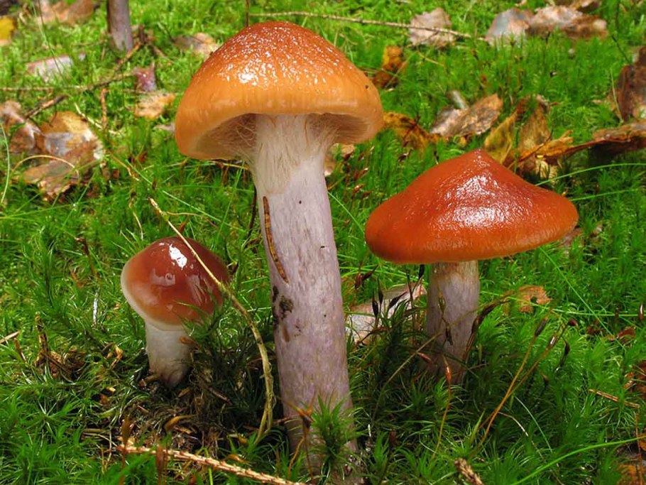 Паутинник браслетчатый