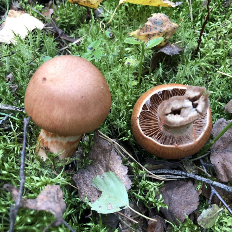 Паутинник браслетчатый