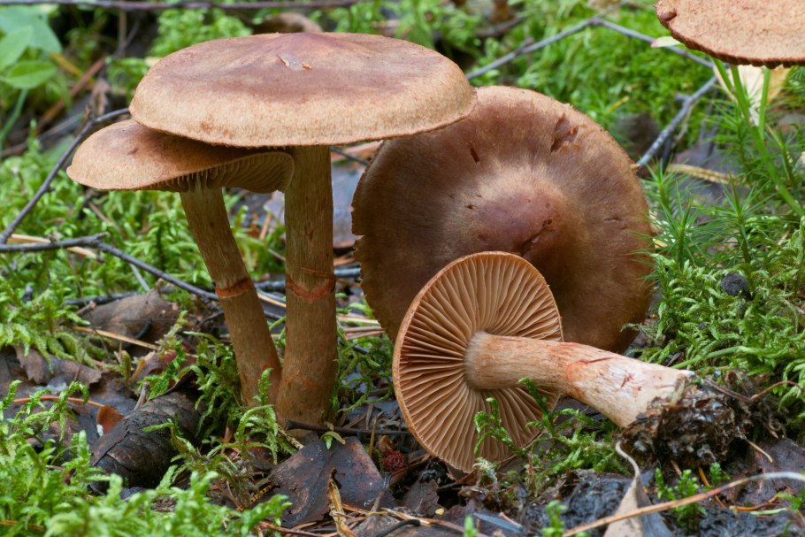 Паутинник Триумфальный - Cortinarius Triumphans