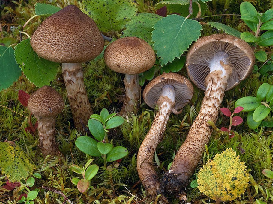 Паутинник фиолетовый