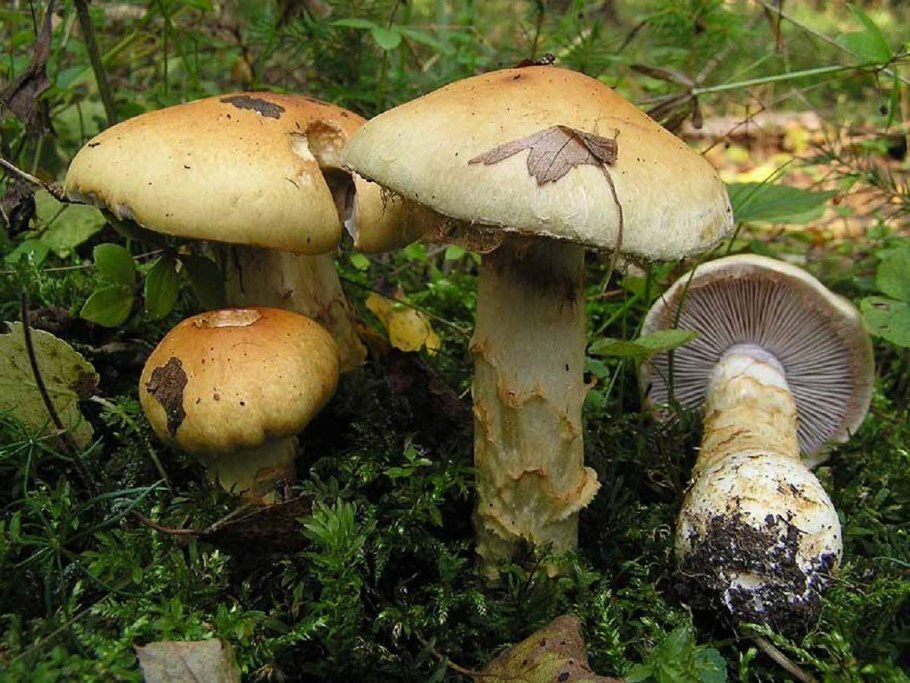 Паутинник Триумфальный гриб