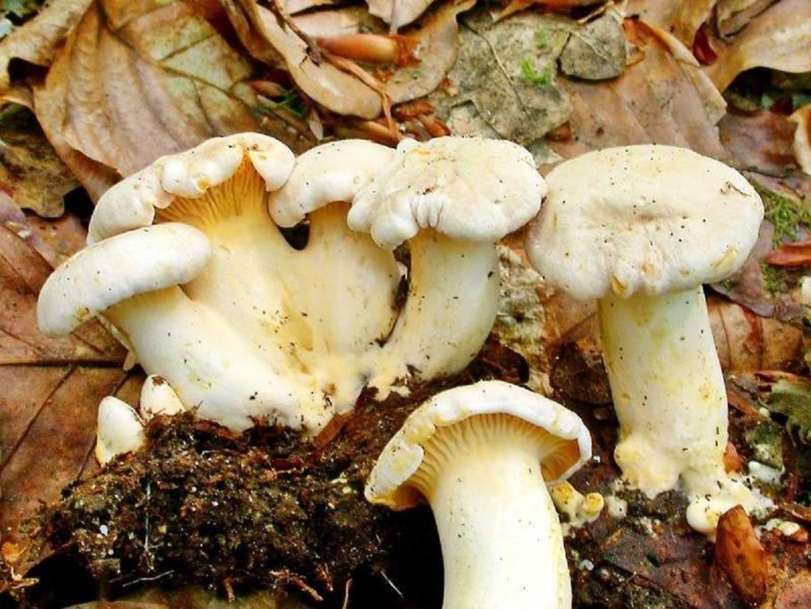 Лисичка бледная (Cantharellus "Pallens")