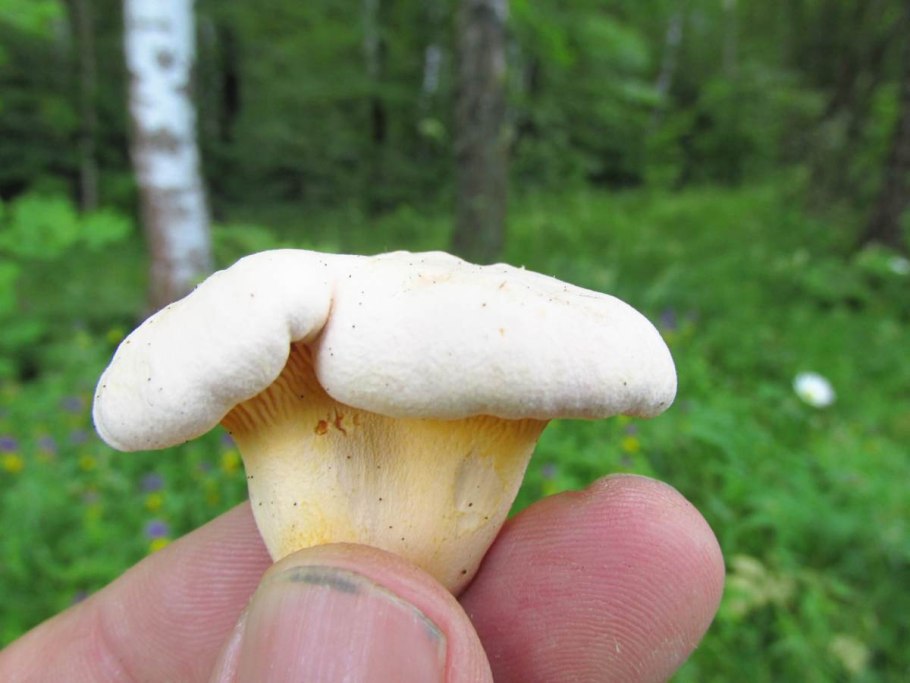 Лисичка бледная (Cantharellus "Pallens")