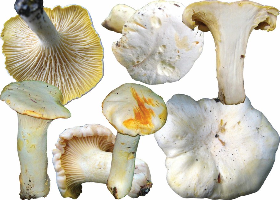 Лисичка желтая (Cantharellus cibarius)