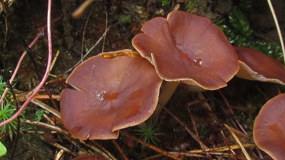 Маленькие лисички грибы