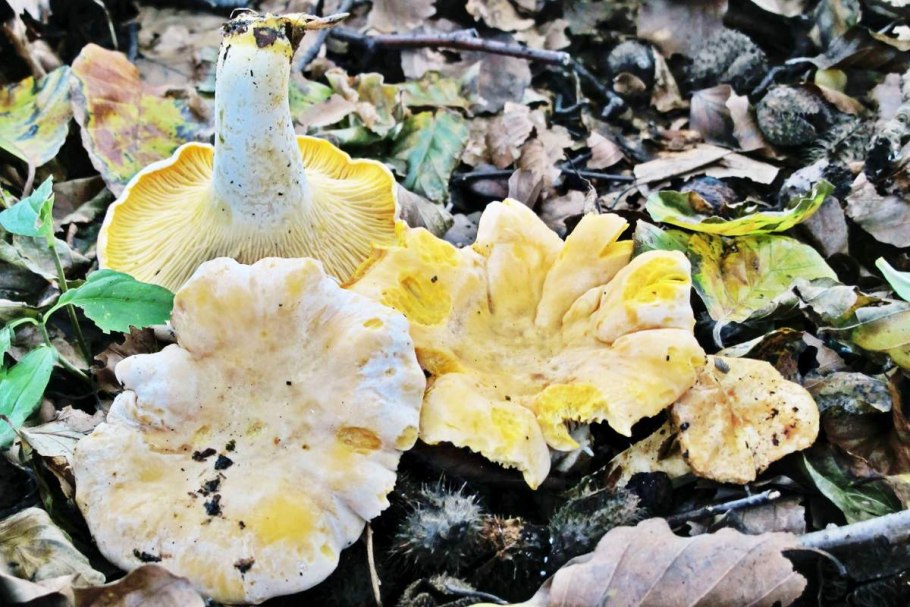 Лисичка бледная (Cantharellus "Pallens")