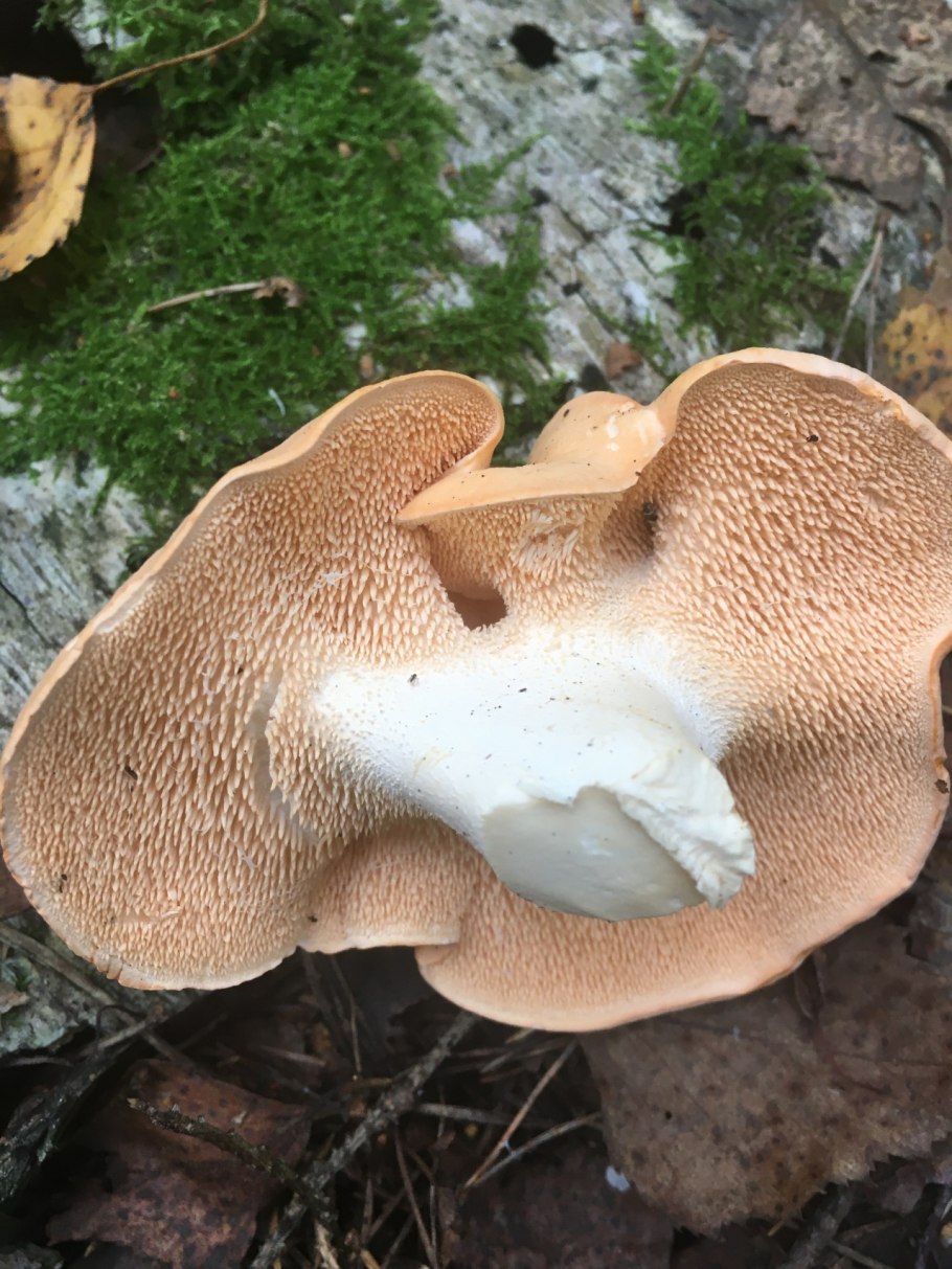 Cantharellus cibarius - Лисичка