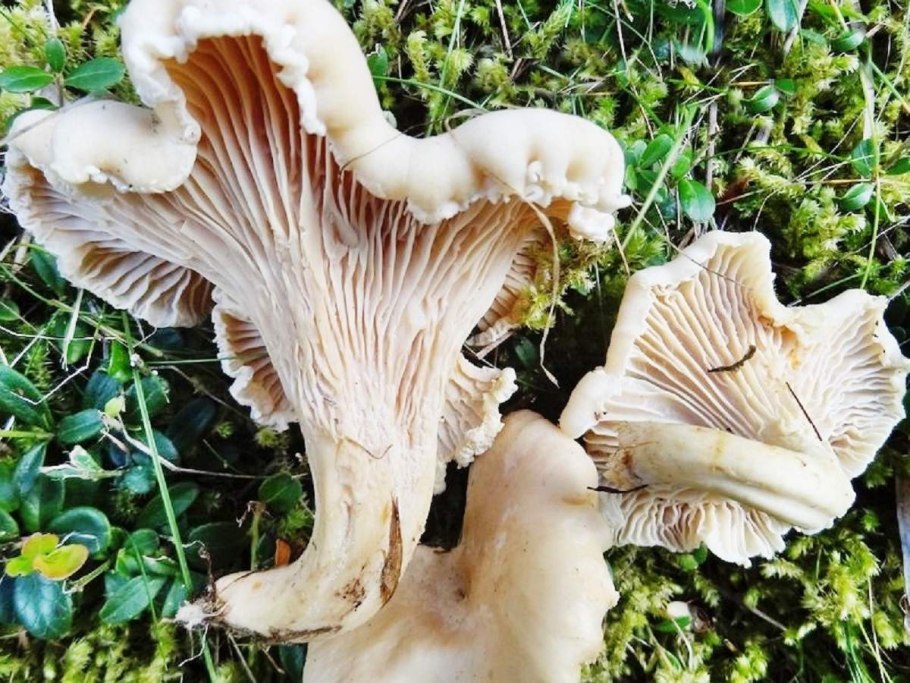 Бледная Лисичка гриб