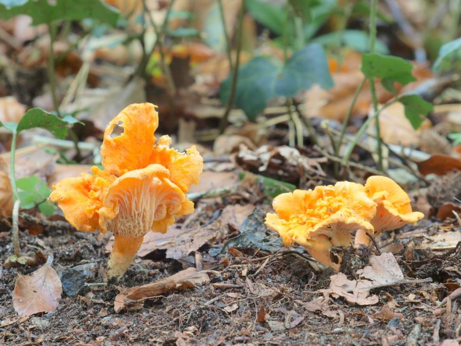 Лисичка Аметистовая Cantharellus amethysteus