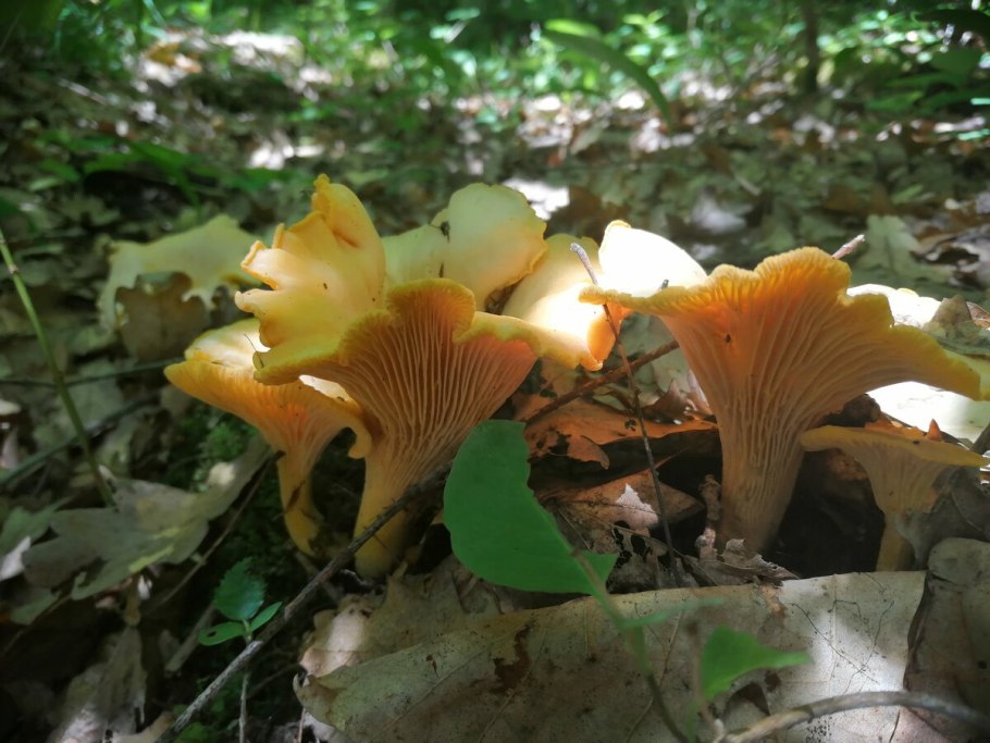 Cantharellus cibarius – Лисичка настоящая