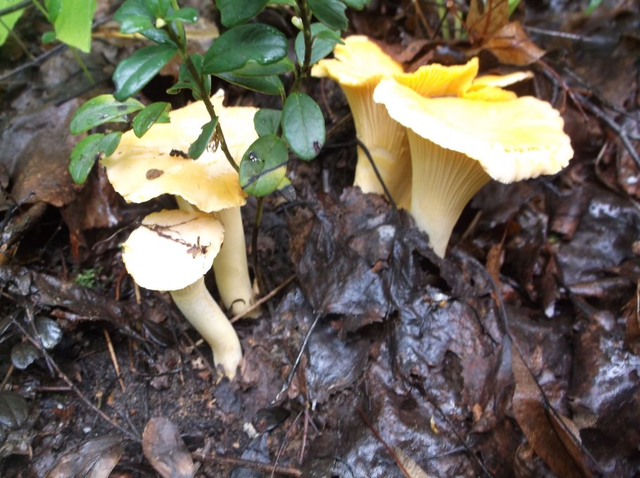 Гомфус булавовидный