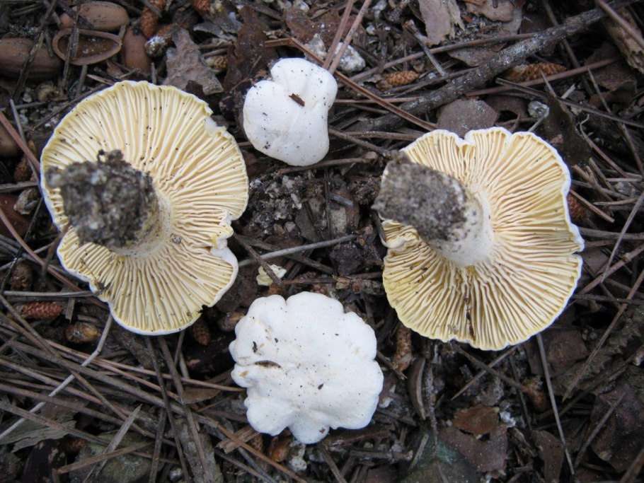 Белая Лисичка гриб