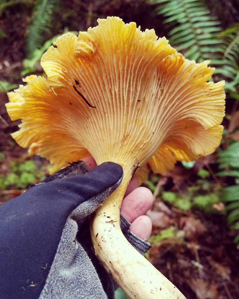 Ежовик желтый, выемчатый