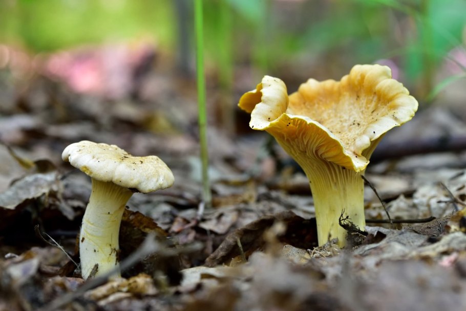 Лже лисички грибы