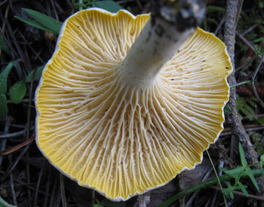 Cantharellus cibarius