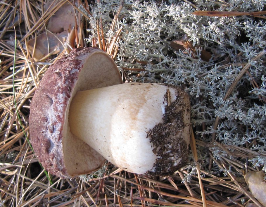 Грибок Боровик