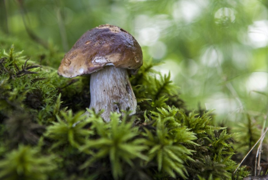 Agaricus macrosporus