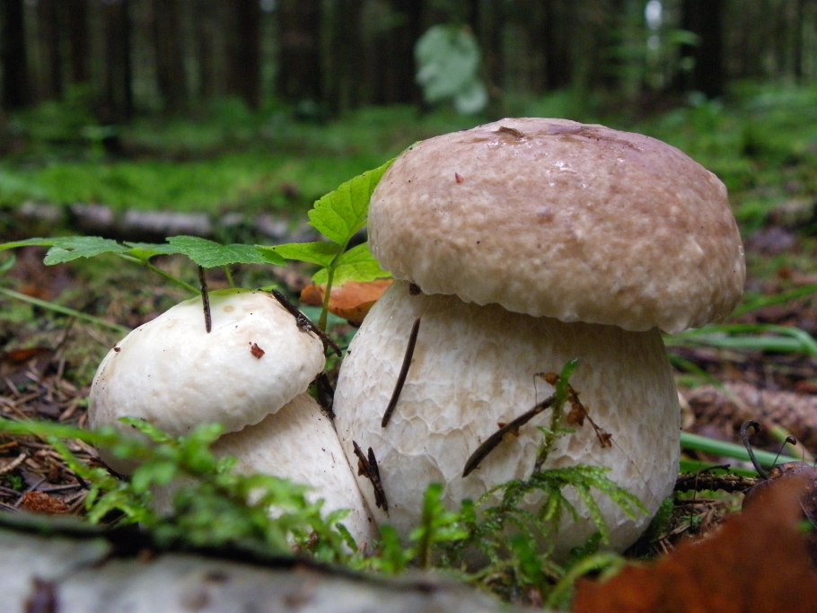 Белый гриб фото HD