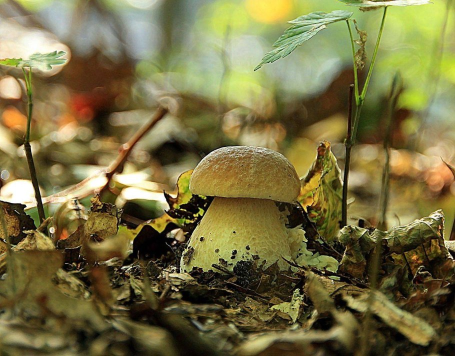 Боровик или белый гриб отличие