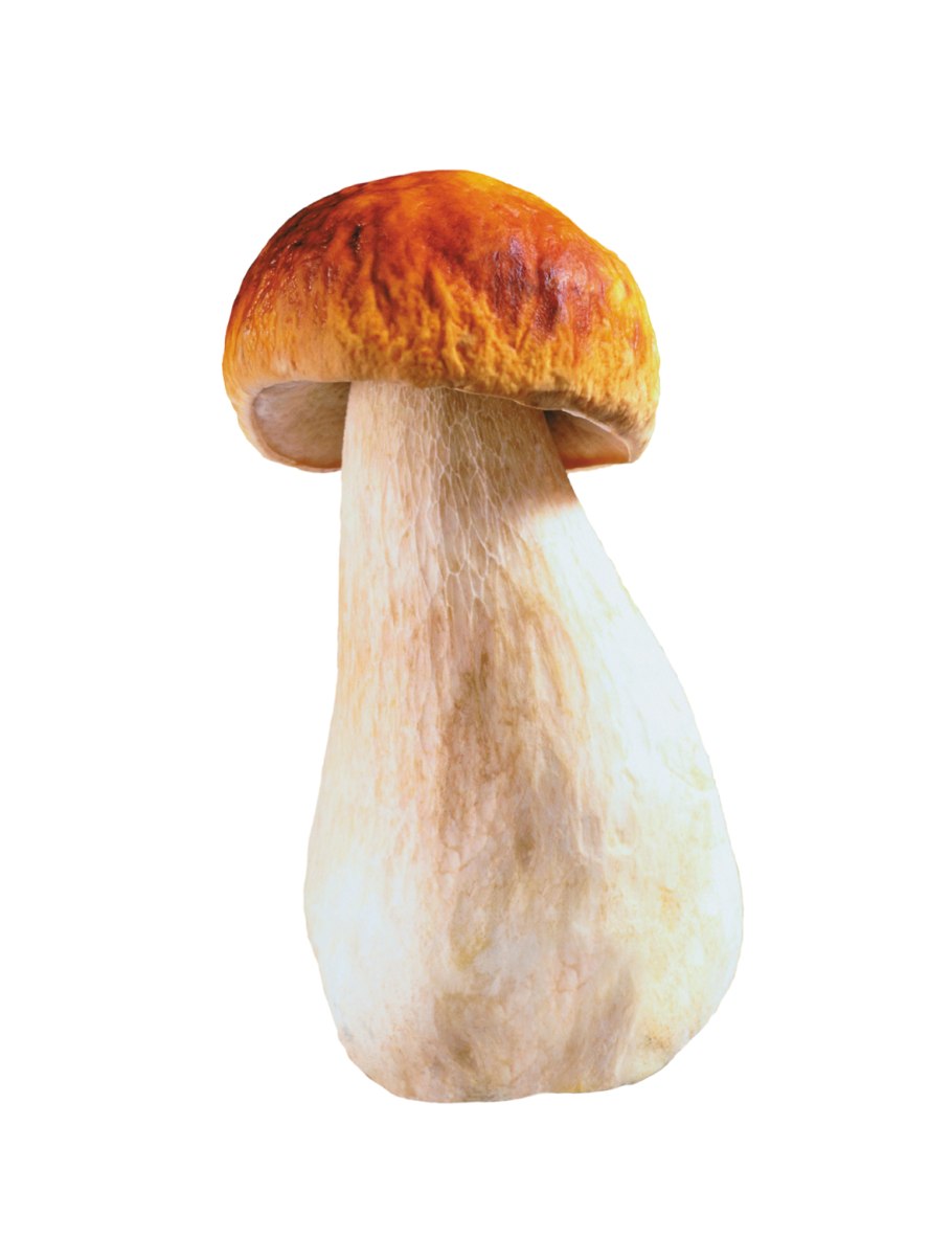 Гриб Боровик Королевский