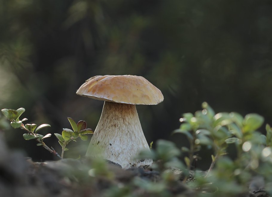 Гриб боровик