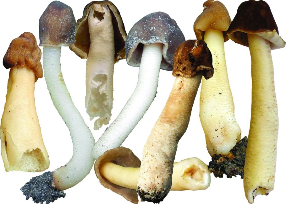 Boletus шляпка гриба