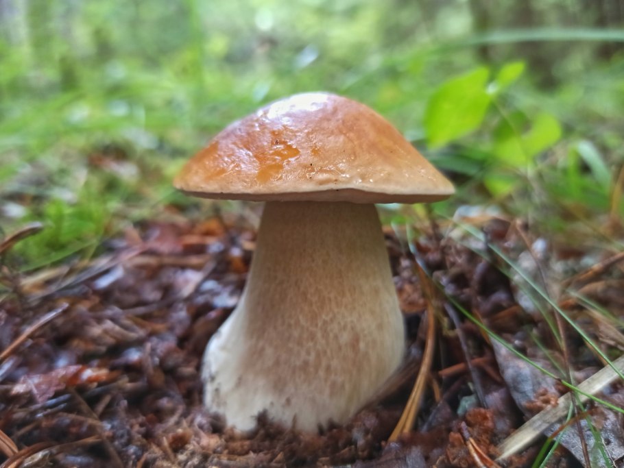 Сыроежка зеленоватая Чешуйчатая