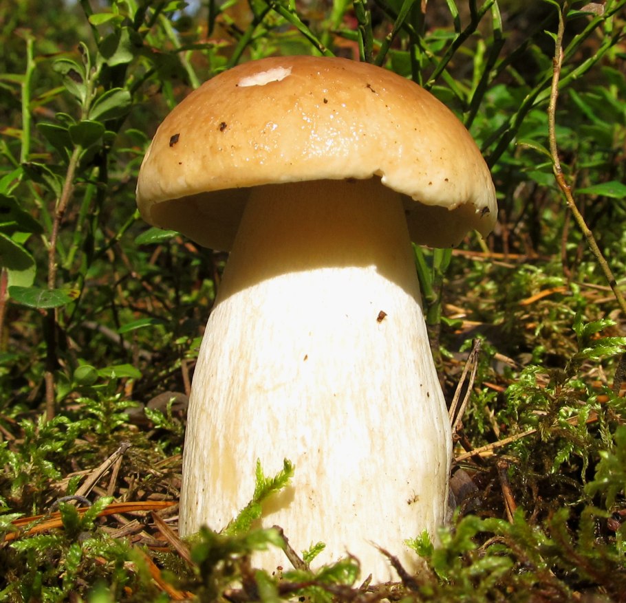 Пластинчатые грибы мухомор