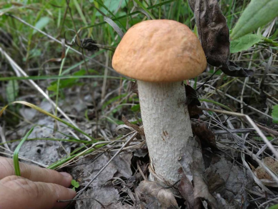 Подосиновик Рыжик Тополевка