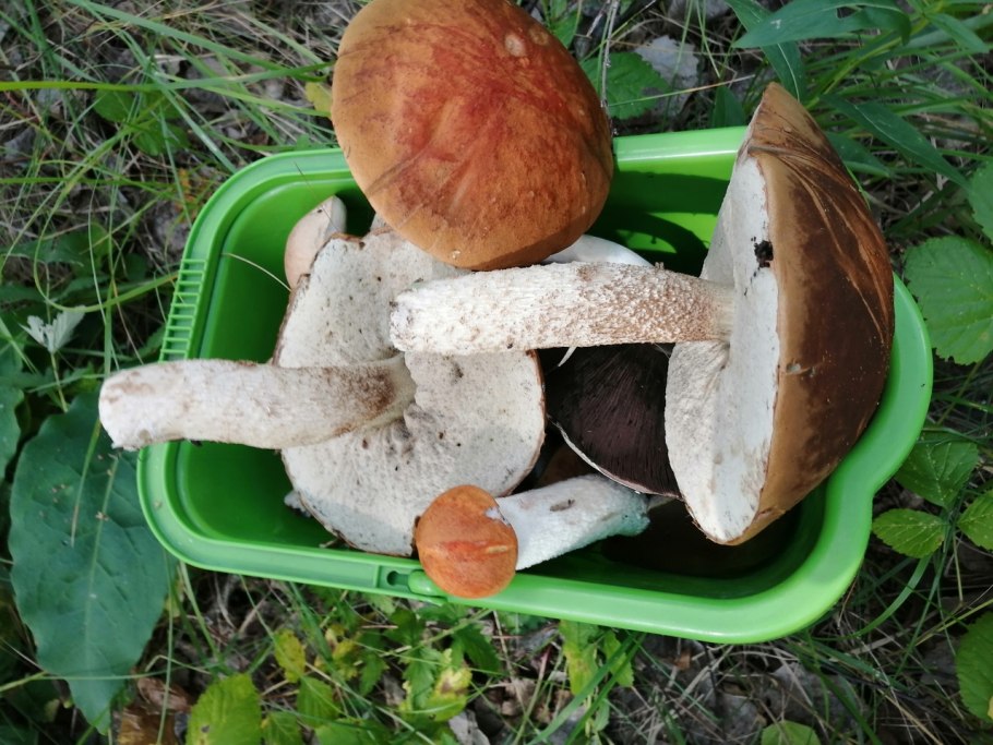 Грибы в Омске