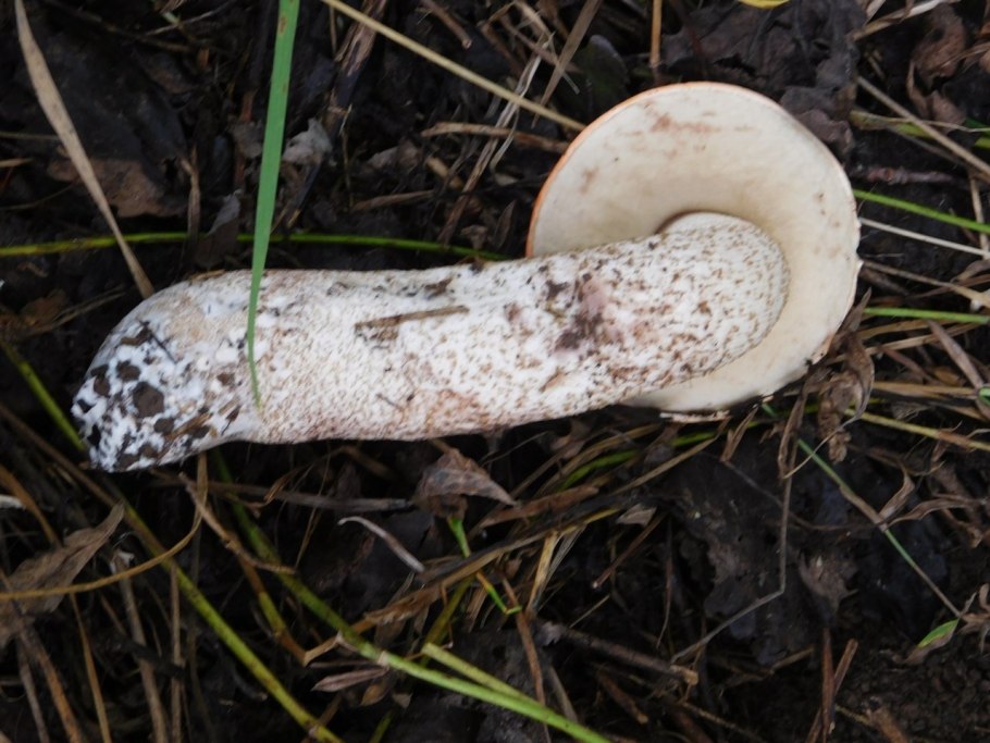 Подосиновик розовеет на срезе