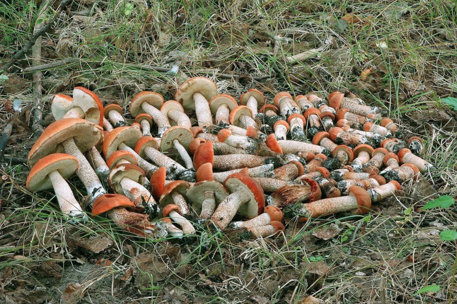 Грибы шампиньоны,подосиновик, белые