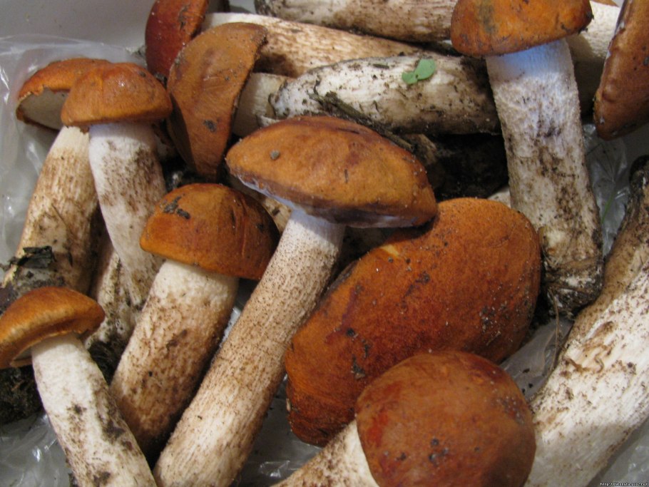 Трубчатые грибы подосиновик