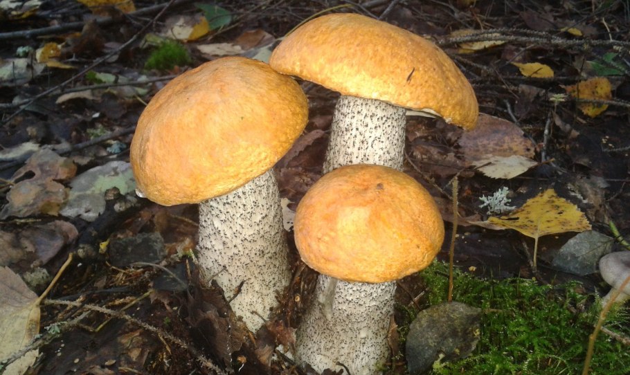 Гриб подосиновик на белом фоне