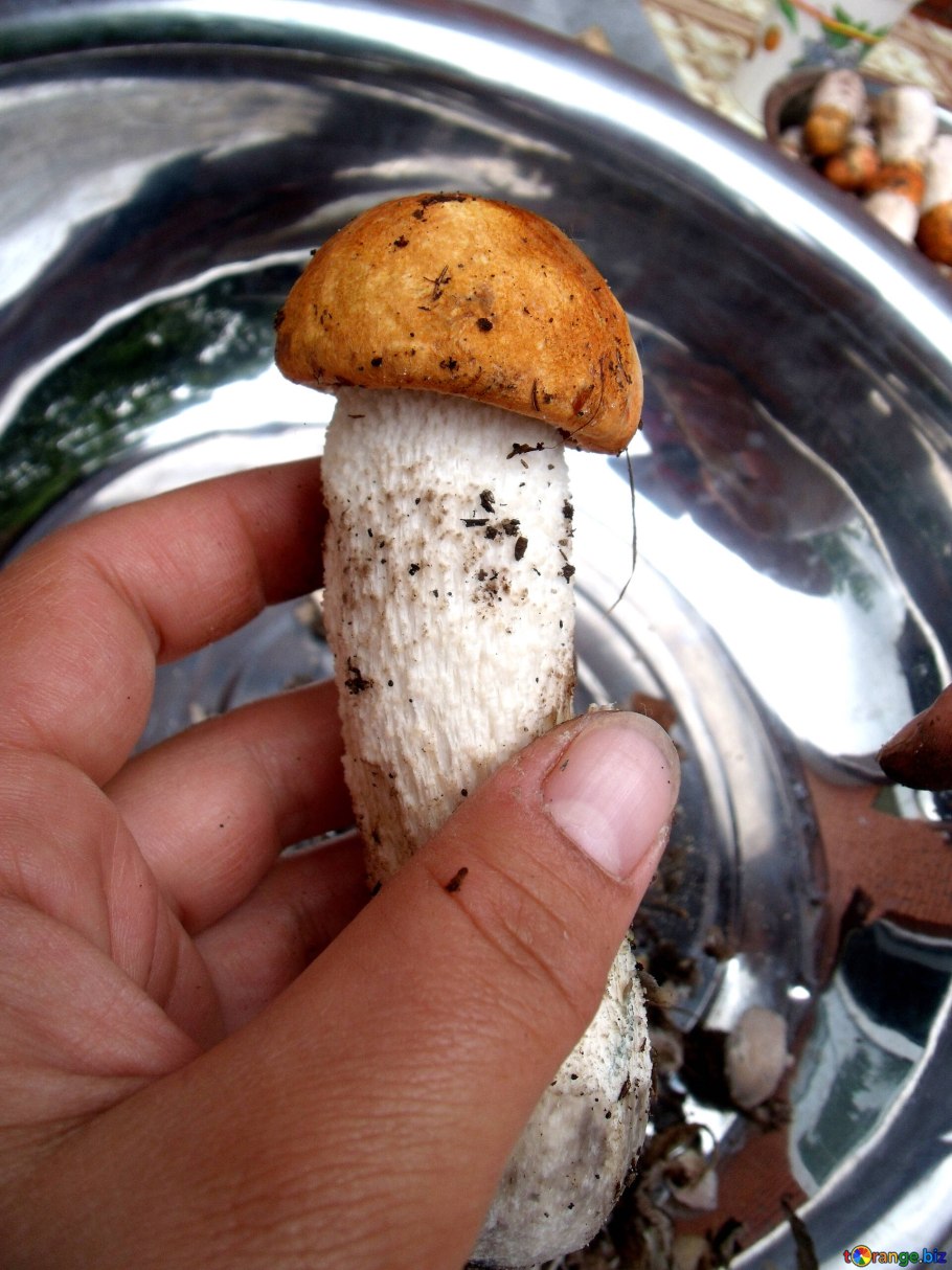 Мухомор и подосиновик