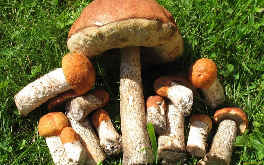 Белые грибы, подосиновики, опята