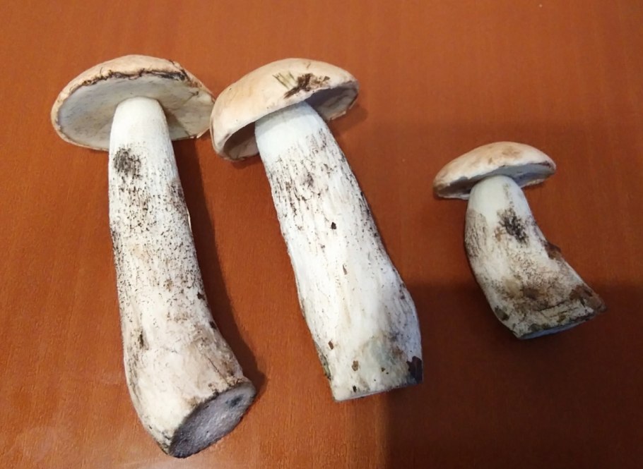 Сезон грибов