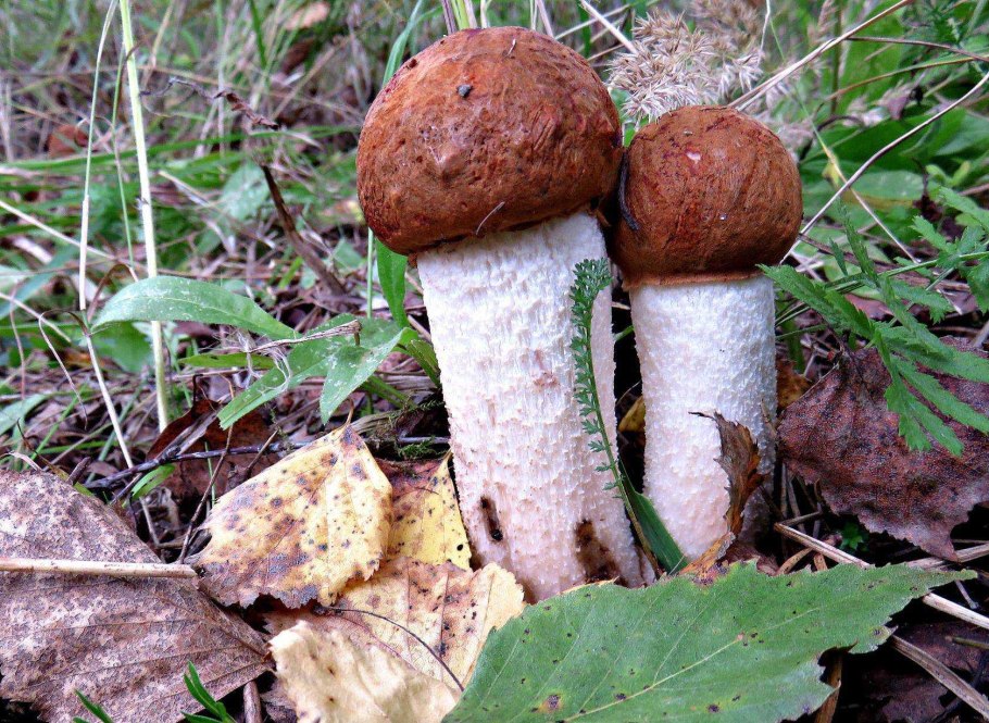 Съедобные грибы