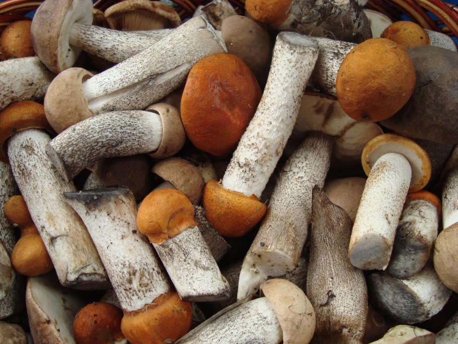 25 Октября 2021 грибы в лесу фото с названиями